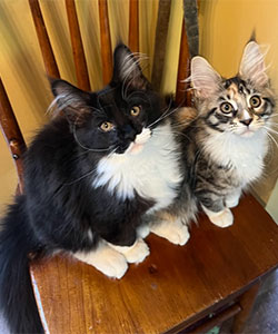 Coberman Maine Coon Cats